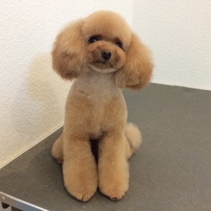 トイプードル テディベア