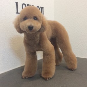 テディベアカット