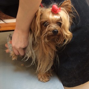 相模原 トリミング