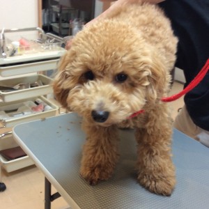 トリミング 相模原