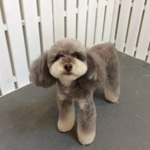 テディベア 相模原