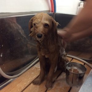 相模原 トリミング