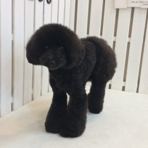 相模原市 トリミング