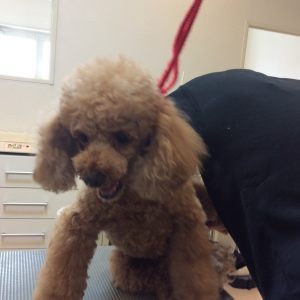 トイプードル カット