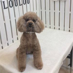トイプードル カット