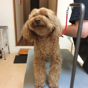 トイプードル カット