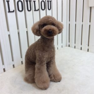 トイプードル トリミング 相模原
