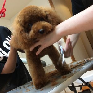 トリミング 相模原