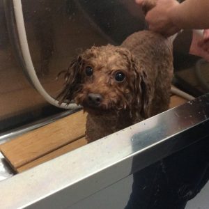 トイプードル アフロ