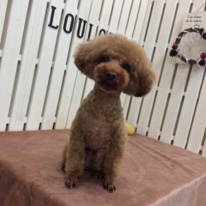トイプードル カット アフロ