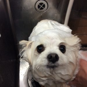 ポメラニアン,カット