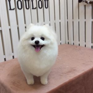 ポメ,トリミング