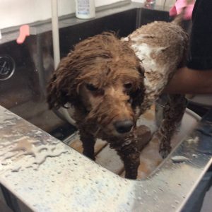 トイプードル,トリミング