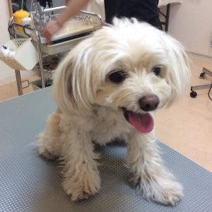 チワプー トリミング