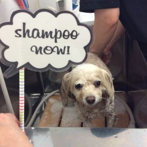 チワプー カット