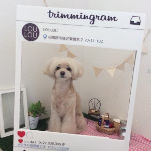 インスタ風フレーム 犬