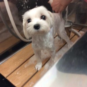 マルチーズサマーカット