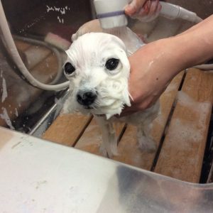 チワマル サマーカット