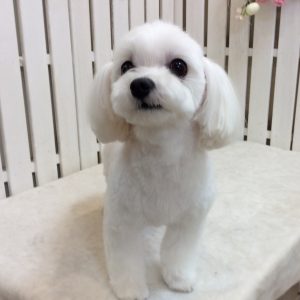 チワマル カット